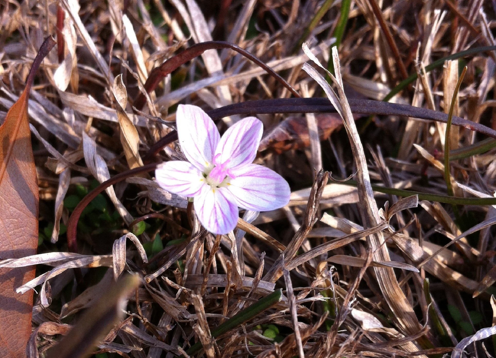 up close view of small white and pink flower contrasted against brown, dormant grass] 